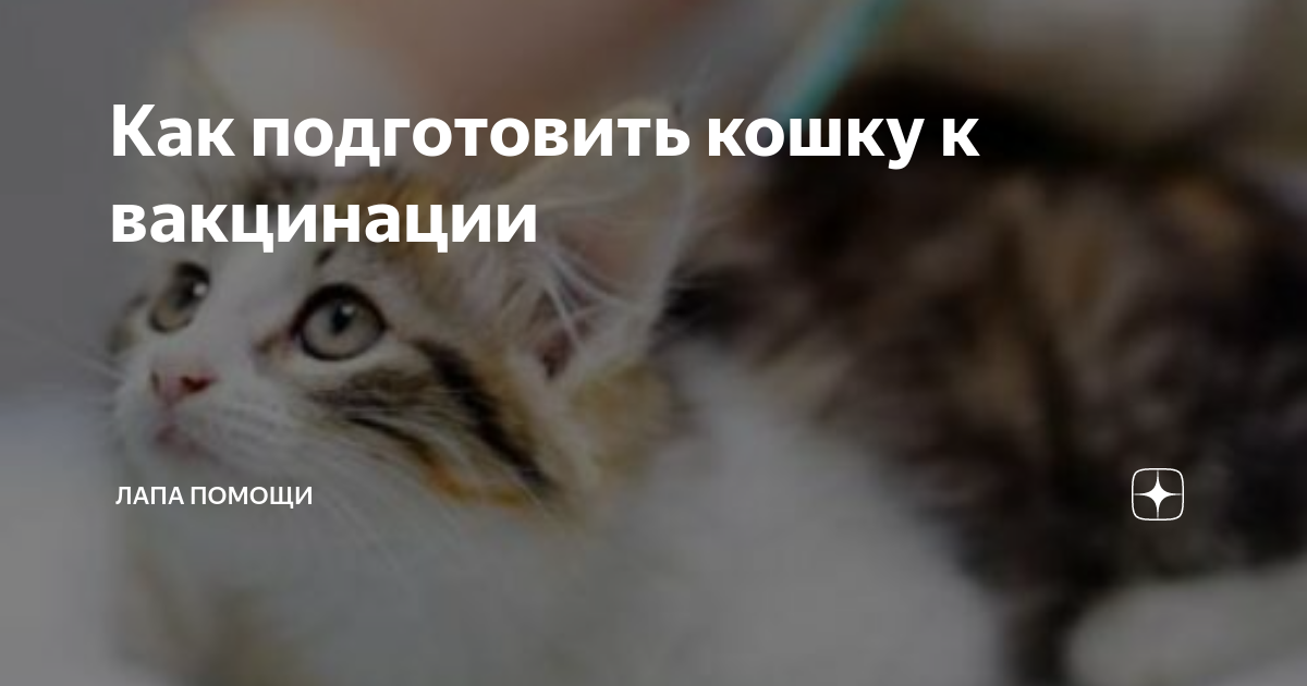 Как правильно подготовить кошку к вакцинации: пошаговая инструкция
