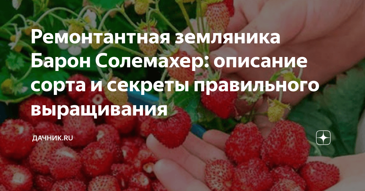 Краткая характеристика