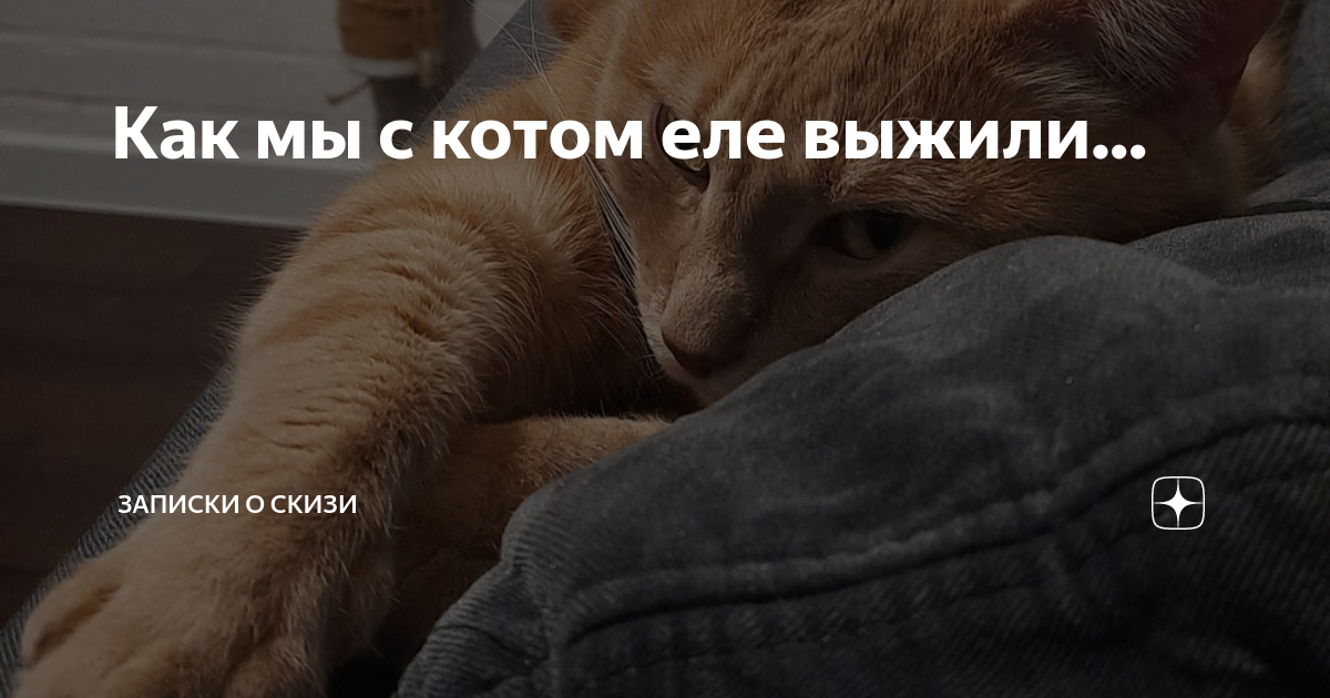 Как мы с котом крысу ловили в туалете