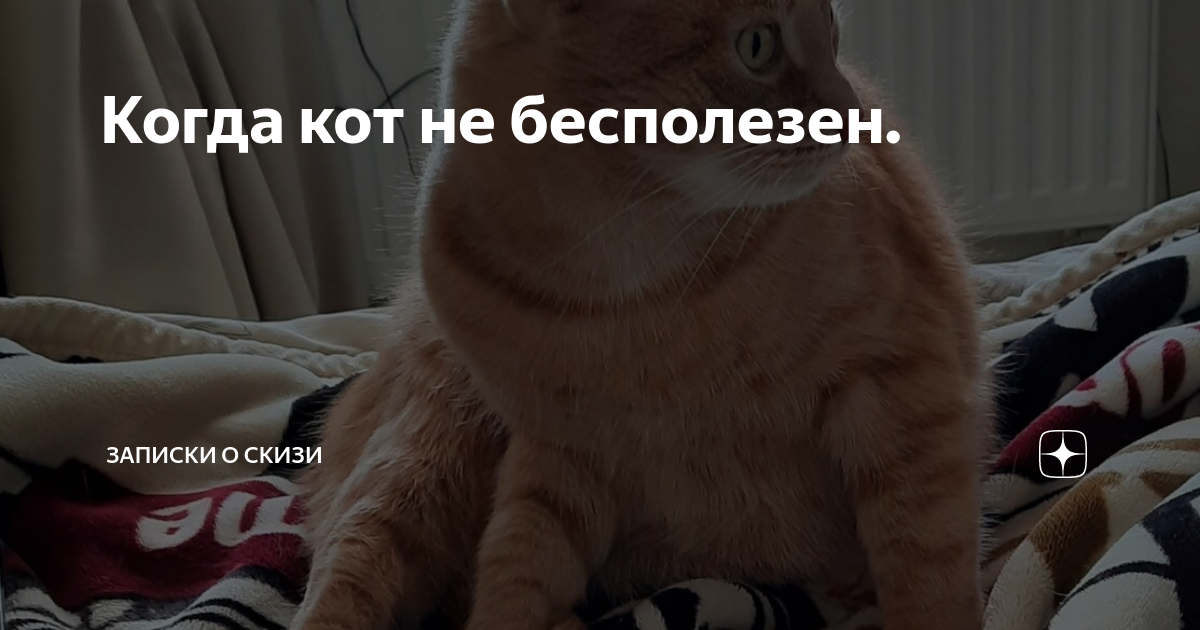 Когда кот не бесполезен. | Записки о Скизи | Дзен