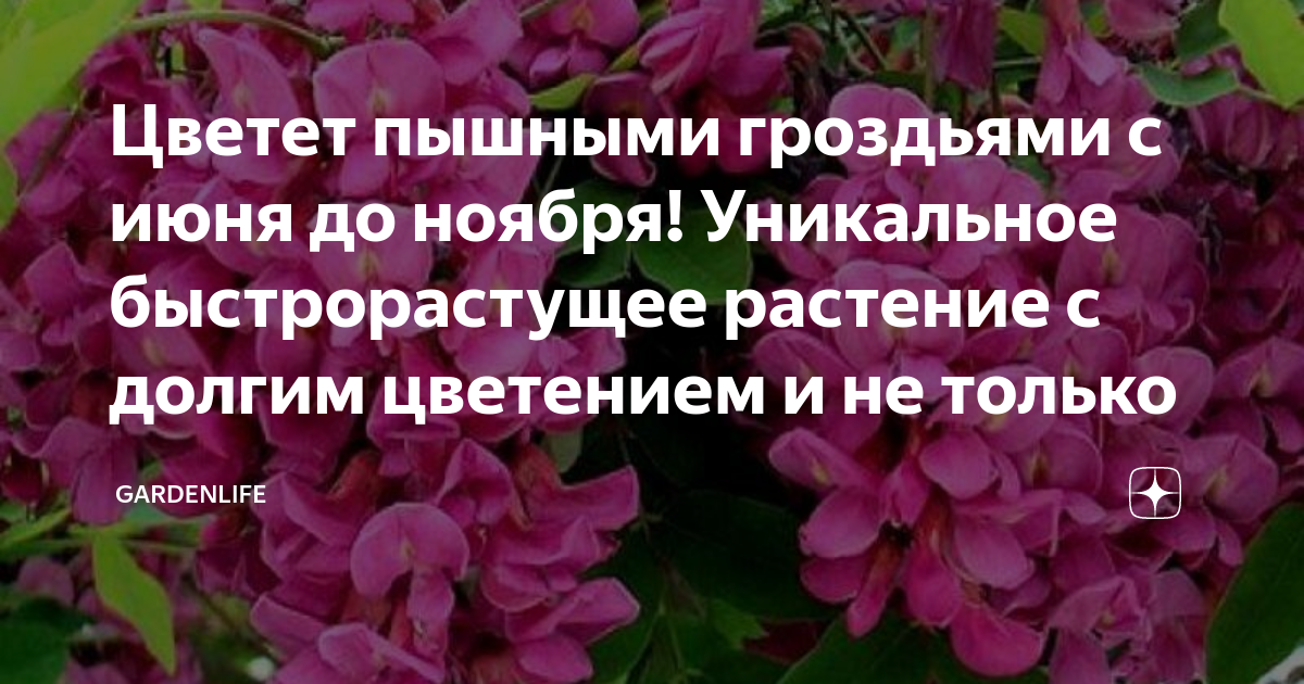 Цветет пышными гроздьями с июня до ноября! Уникальное быстрорастущее ...