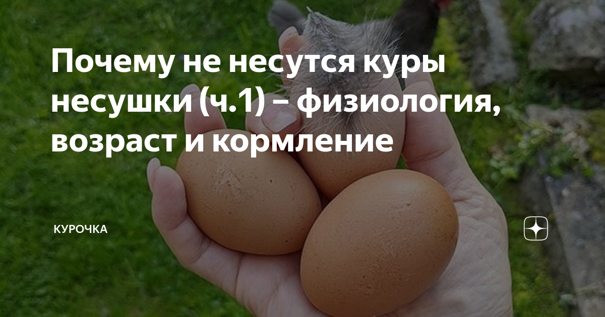Почему не несутся куры несушки (ч.1) – физиология, возраст и кормление ...