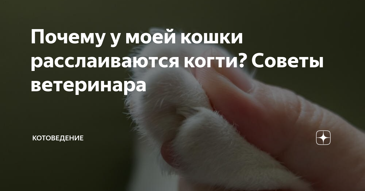 Уход за когтями кошки