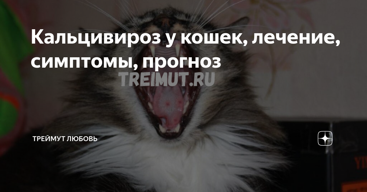 Кальцивироз у кошек схема лечения фото симптомы NTC Bioinvest's Content
