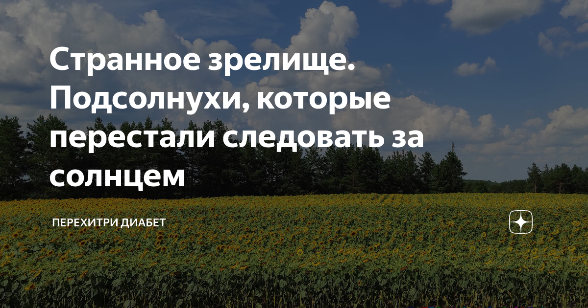 Однажды автор статьи увидел странное зрелище. Однажды автор статьи увидел странное зрелище