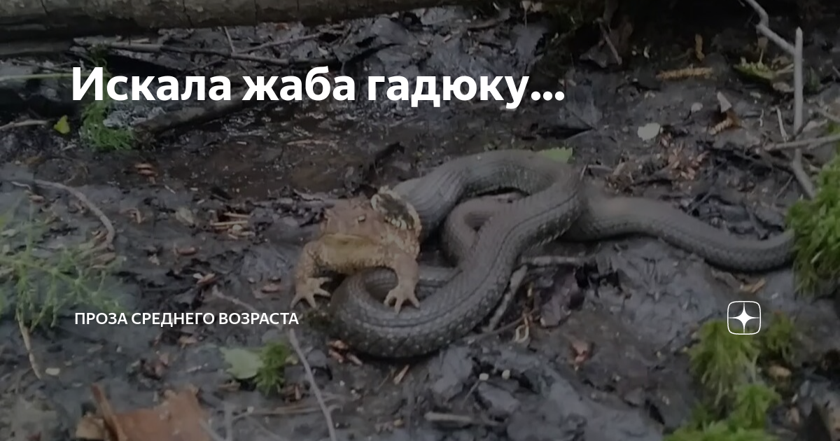 Искала жаба гадюку... | niekrashas.ru | Дзен
