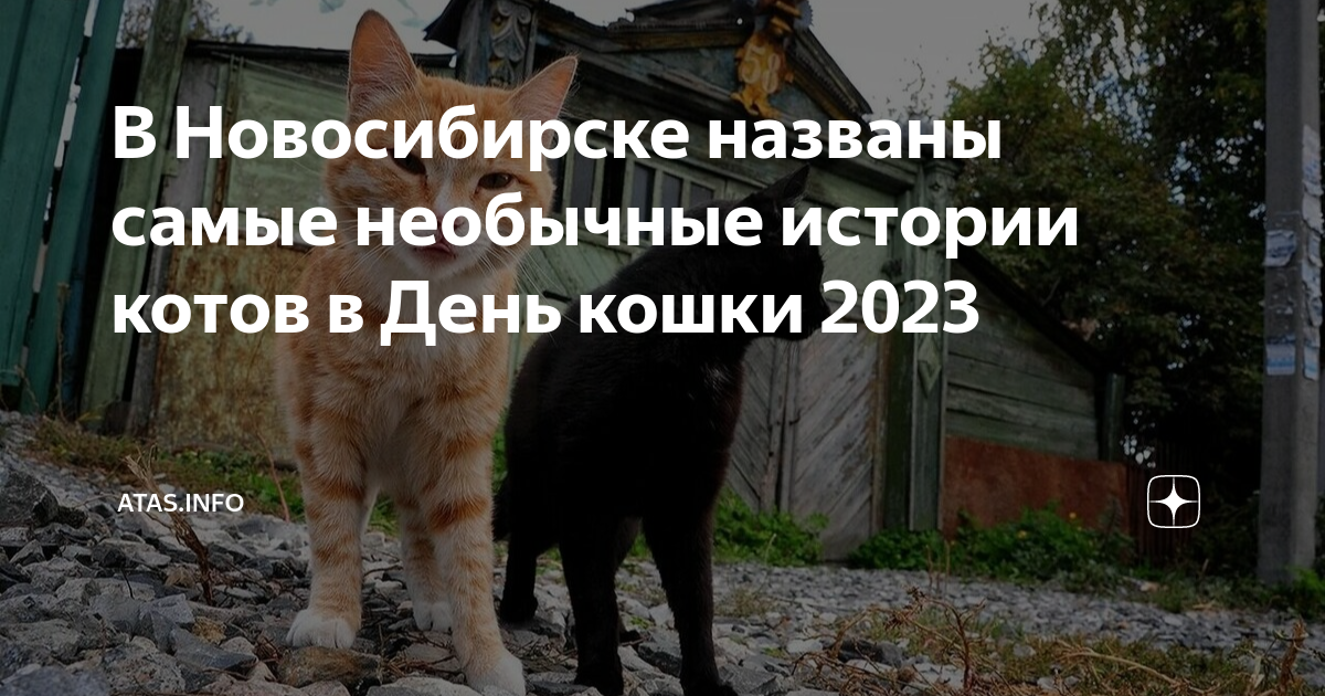 Кошка 2023 года