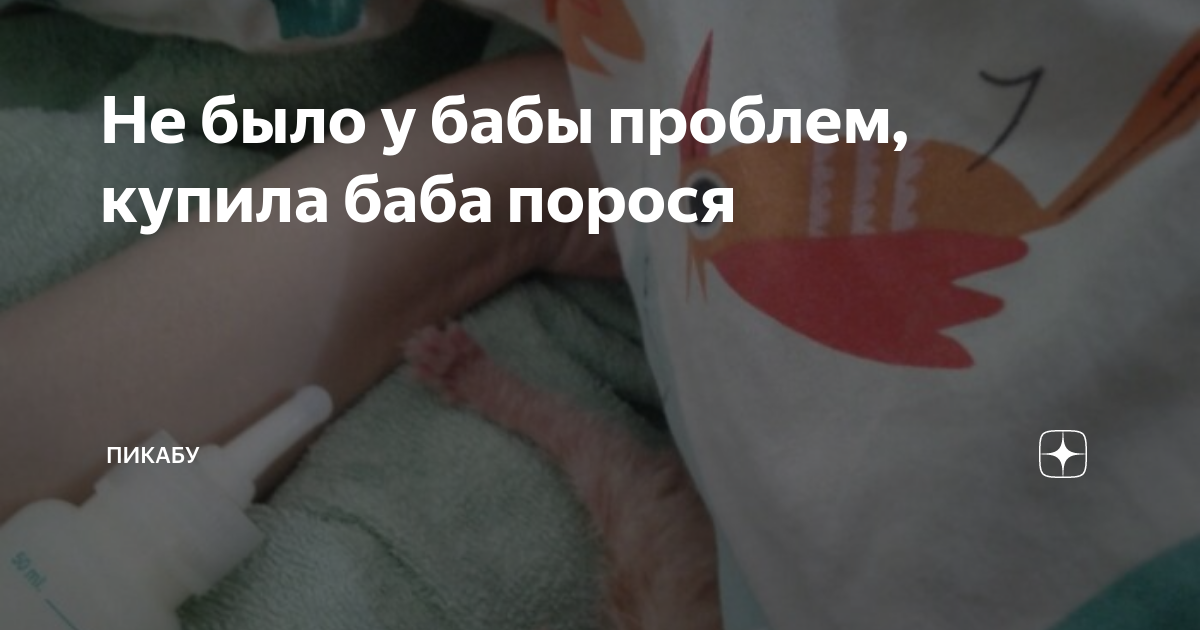 Не было у бабы проблем, купила баба порося | Пикабу | Дзен