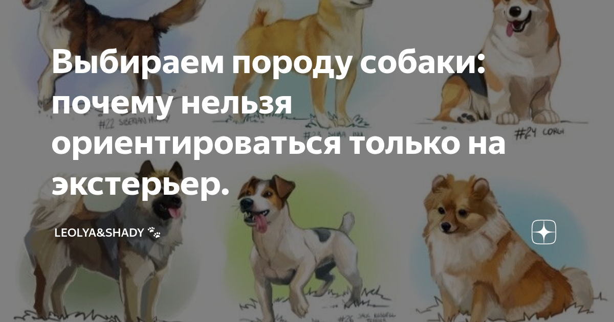 Тест на подходящую породу собаки