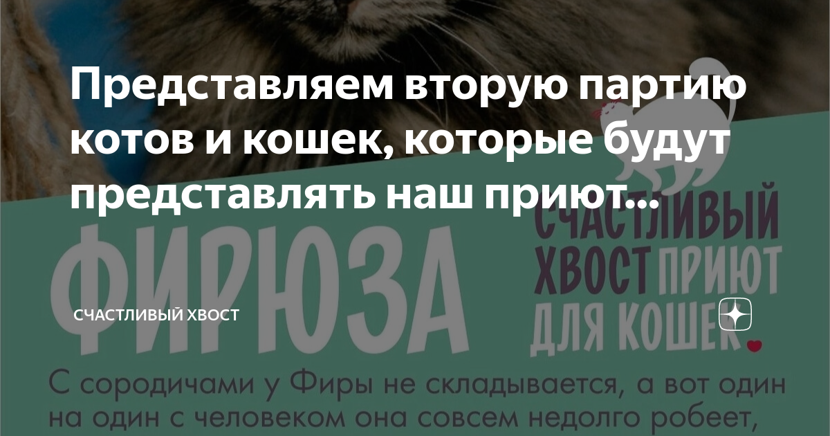 Кошкин хвост дзен