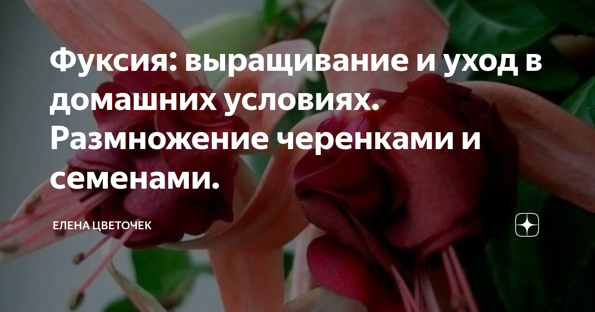 Фуксия: выращивание и уход в домашних условиях. Размножение черенками и семенами.