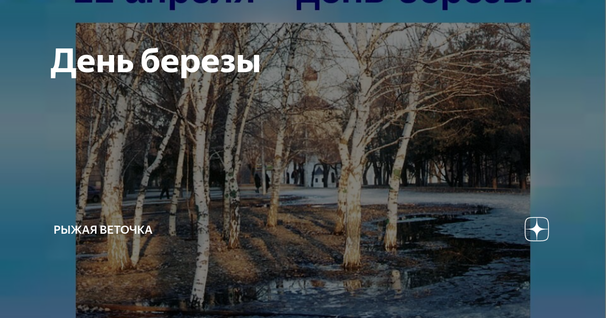 День березы. 11 Апреля день березы. Молодые Березки в апреле. День березы в россии в 2024 году