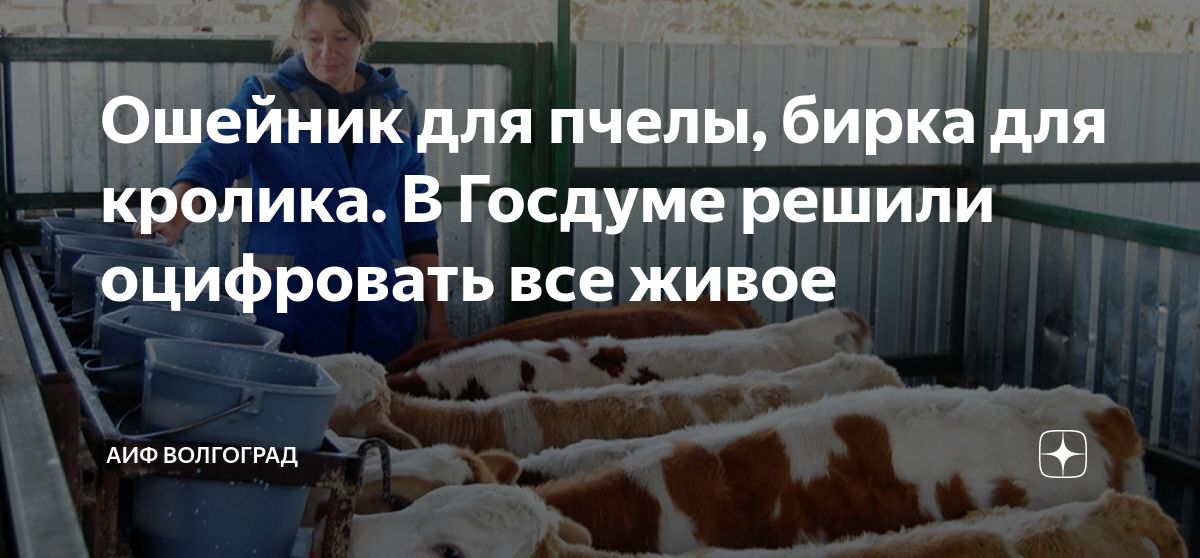 Ошейник для пчелы, бирка для кролика. В Госдуме решили оцифровать все ...