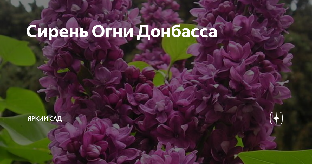 Огни донбасса сирень фото и описание сорта. Сирень огни Донбасса. Syringa огни Донбасса. Сорт сирени огни Донбасса. Сирень огни Донбасса фото куста.