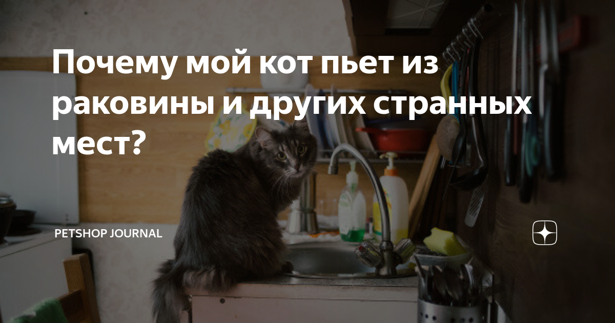 кот не ест не пьет лежит вялый форум