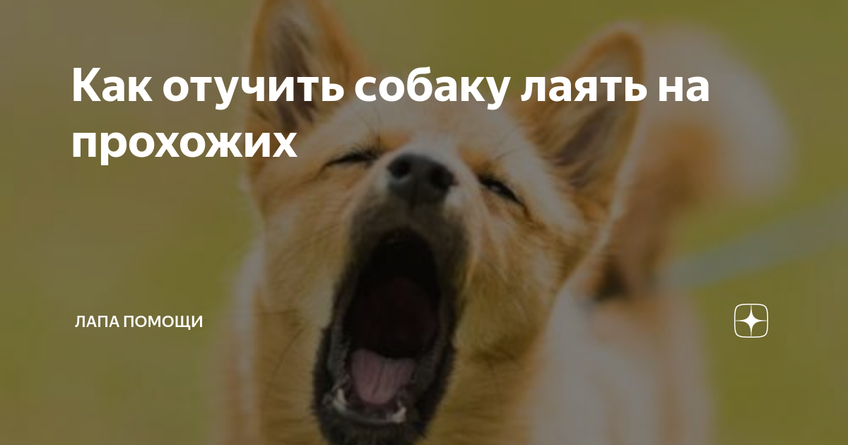 Собака лает на прохожих как отучить. Как отучить собаку лаять на прохожих. Как отучить собаку лаять на всех. Собака лает на прохожих как отучить форум. Как отучить шпица лаять на прохожих.