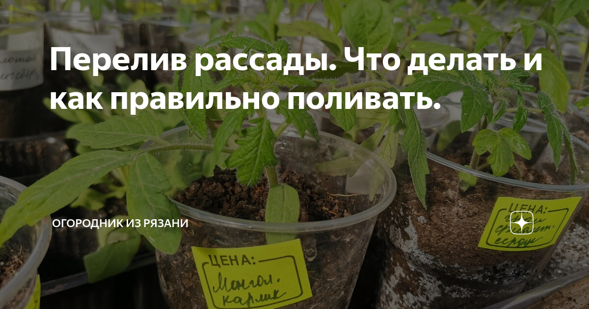 Перелив рассады. Рассада погибла. Что делать если перелили рассаду. Как понять что вы переливаете рассаду.