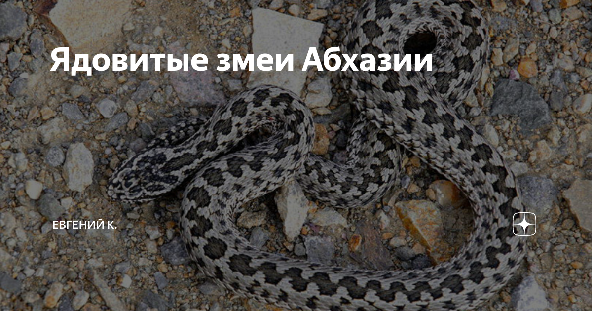 Поход с Пашей STAYWILD летом 2015 года - отзыв - Отдых в Абхазии - отзывы, совет