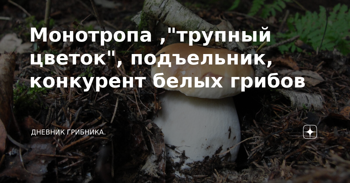 Монотропа ,"трупный цветок", подъельник, конкурент белых грибов | Книга ...