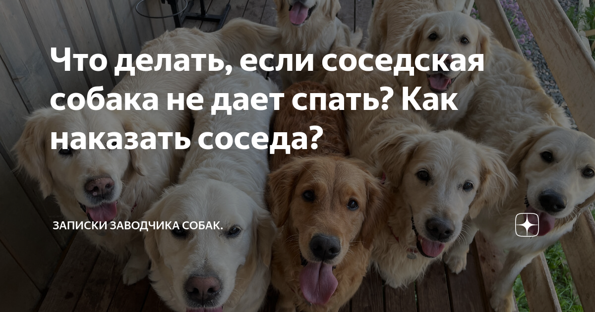 Соседская собака мешает спать