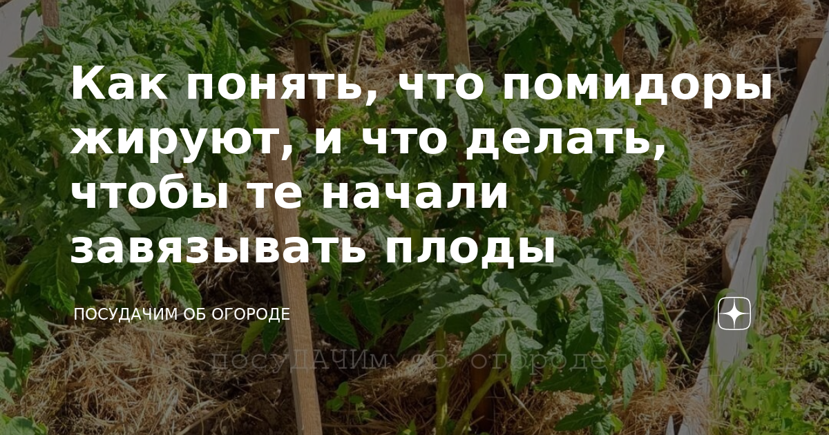 Что делать если помидоры жируют. Как понять что томаты жируют. Как понять что клубника жирует. Помидоры жируют что делать. Как понять что огурцы жируют?