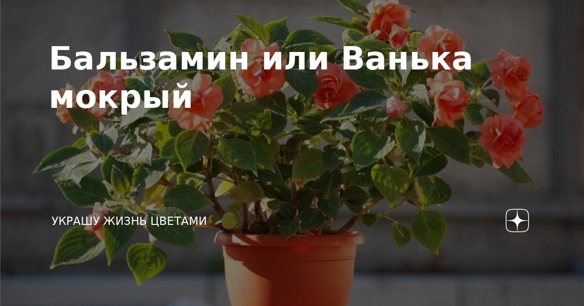 Бальзамин или Ванька мокрый | Украшу жизнь цветами | Дзен