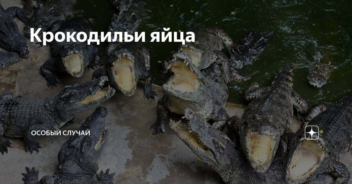 Крокодильи яйца | Особый Случай | Дзен