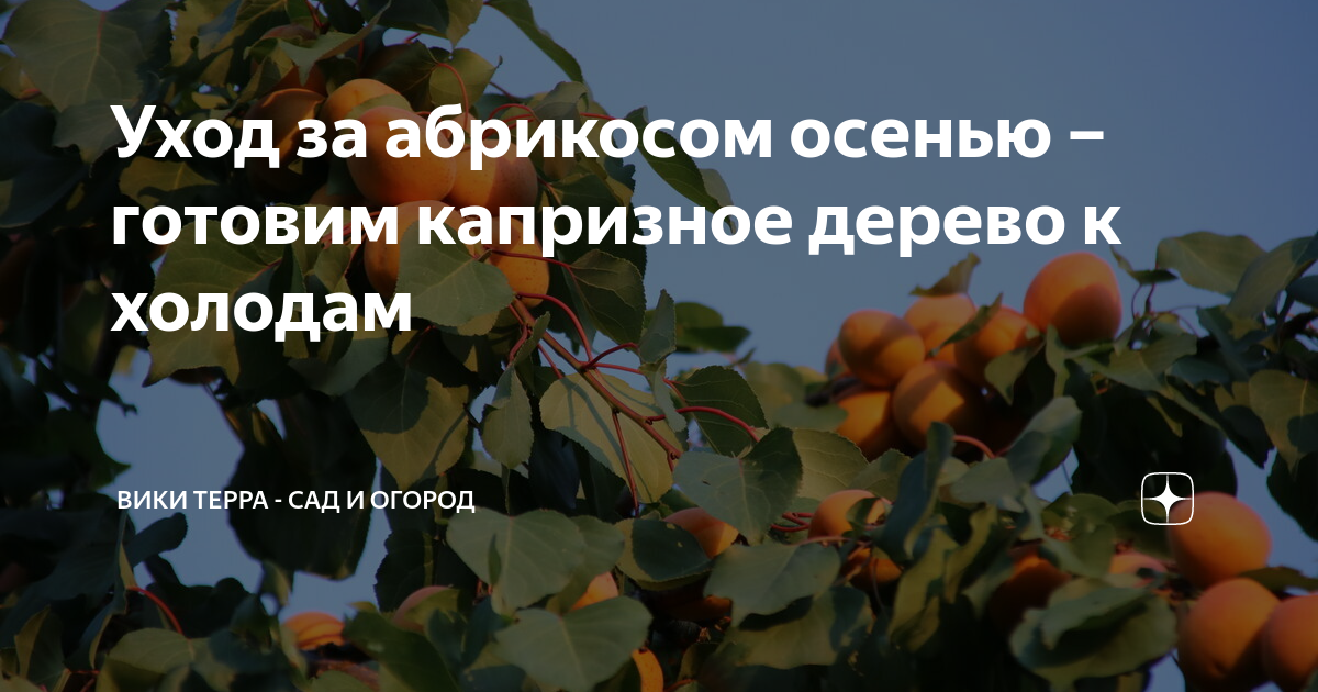 Когда можно пересадить абрикос. Уход за абрикосом. Абрикос осенью. Как ухаживать за абрикосом.
