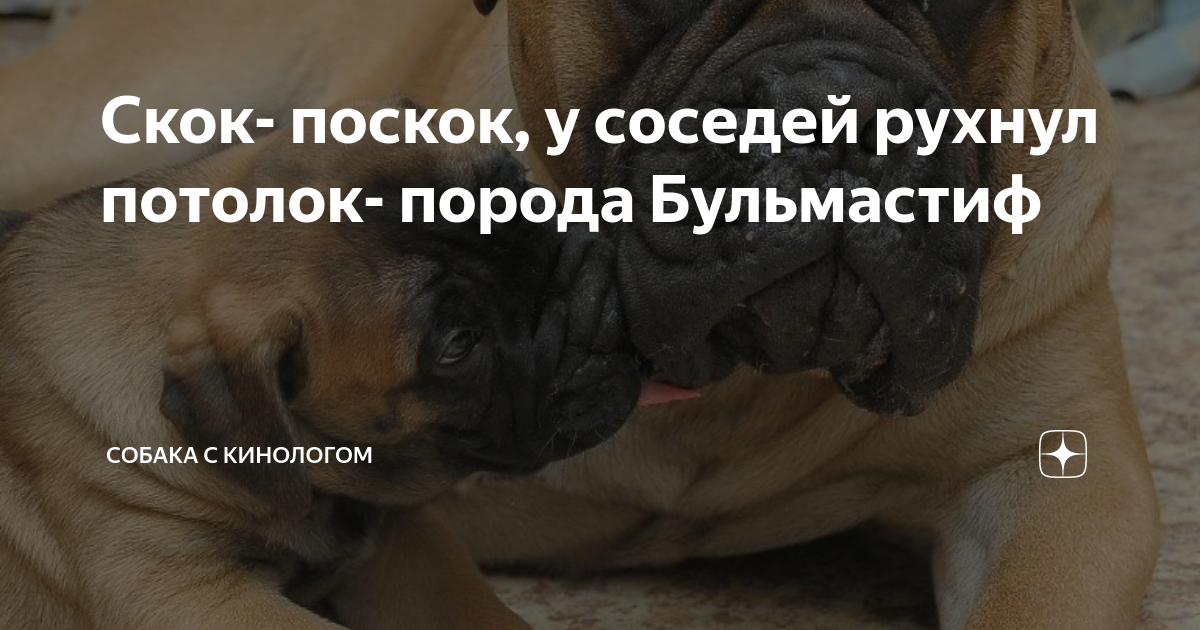 Скок- поскок, у соседей рухнул потолок- порода Бульмастиф | Собака с ...