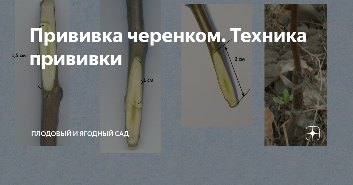 Прививка черенком. Техника прививки | Плодовый и ягодный сад | Дзен