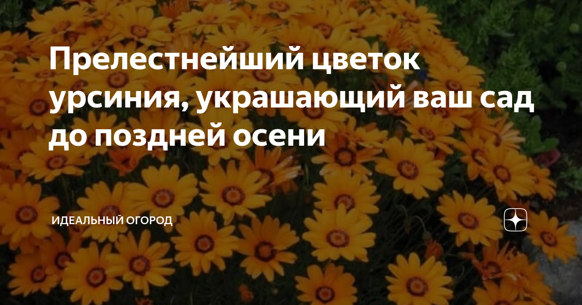 Прелестнейший цветок урсиния, украшающий ваш сад до поздней осени ...