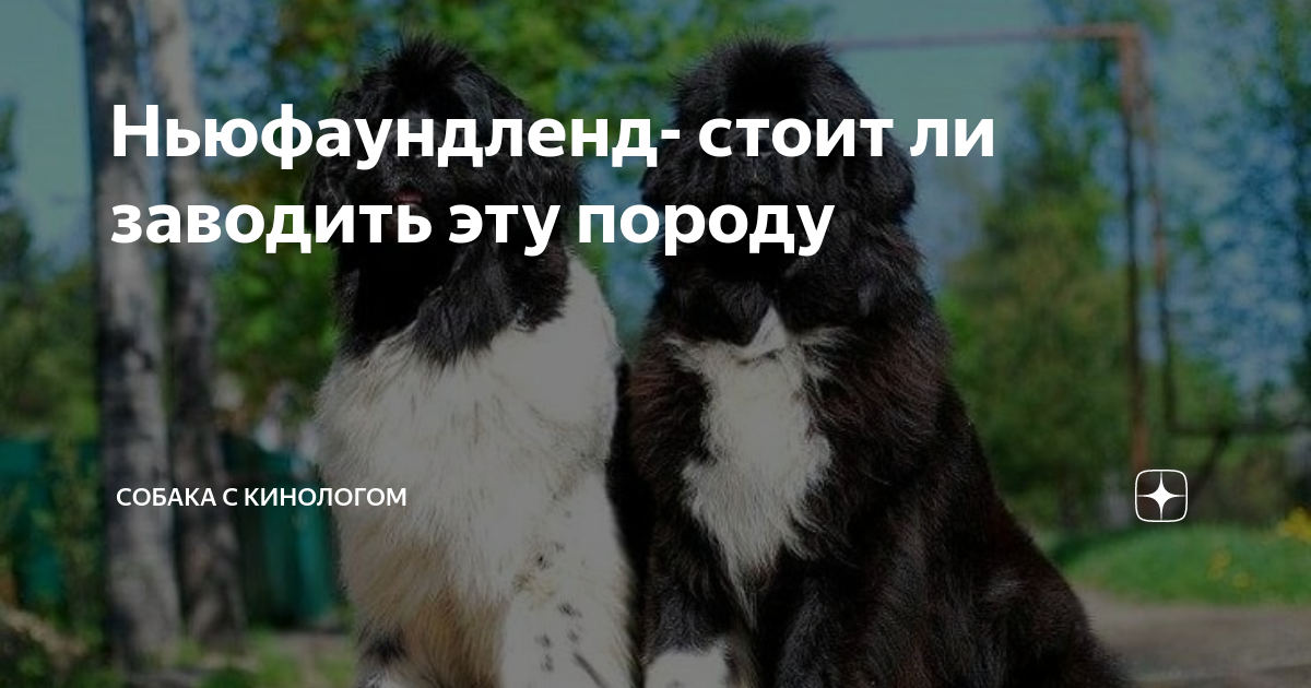 Ньюфаундленд- стоит ли заводить эту породу | Собака с кинологом | Дзен