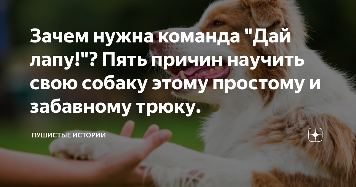 Как приучить давать лапу. Команда дай лапу.