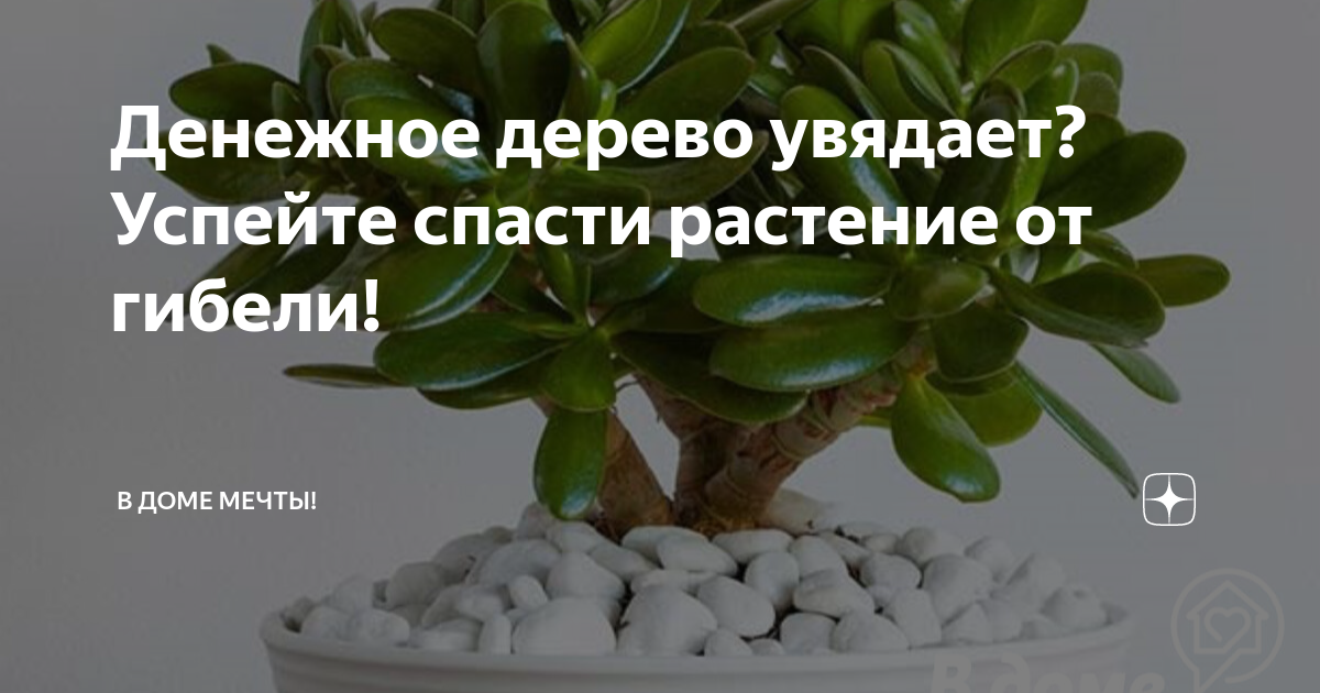 Опадают листья у денежного дерева: первая помощь цветку и что делать