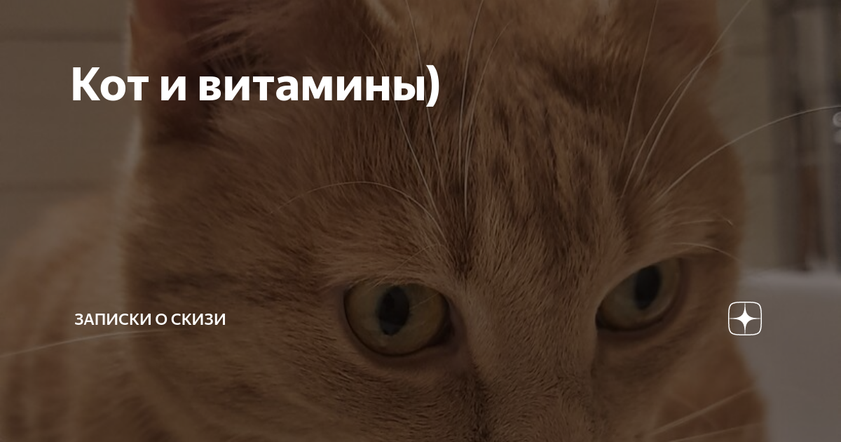 Кот и витамины) | Записки о Скизи | Яндекс Дзен