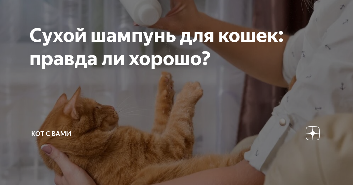 Сухой шампунь для кошек: правда ли хорошо? | Кот с вами | Дзен