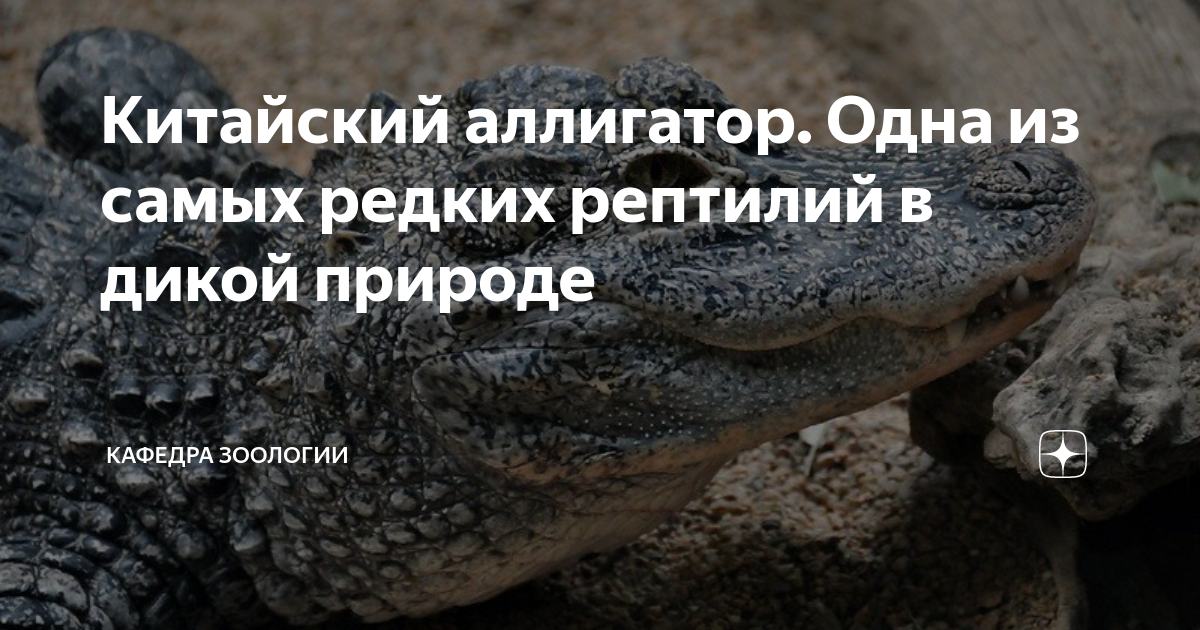Китайский аллигатор. Одна из самых редких рептилий в дикой природе ...