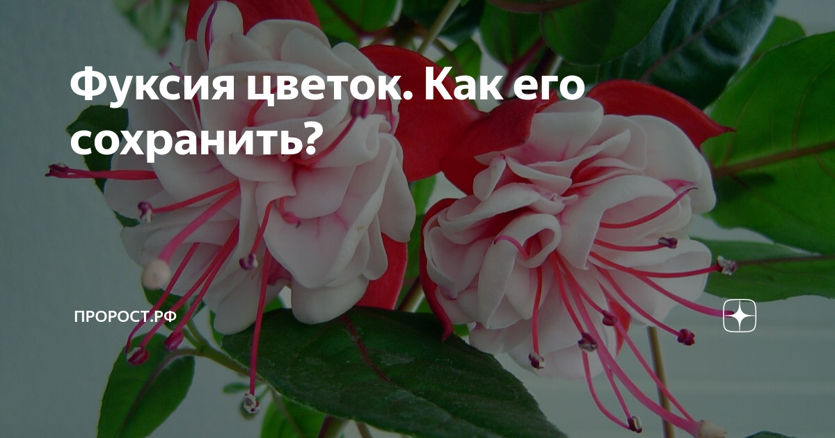 Фуксия цветок. Как его сохранить? | ПРОРОСТ.РФ | Дзен