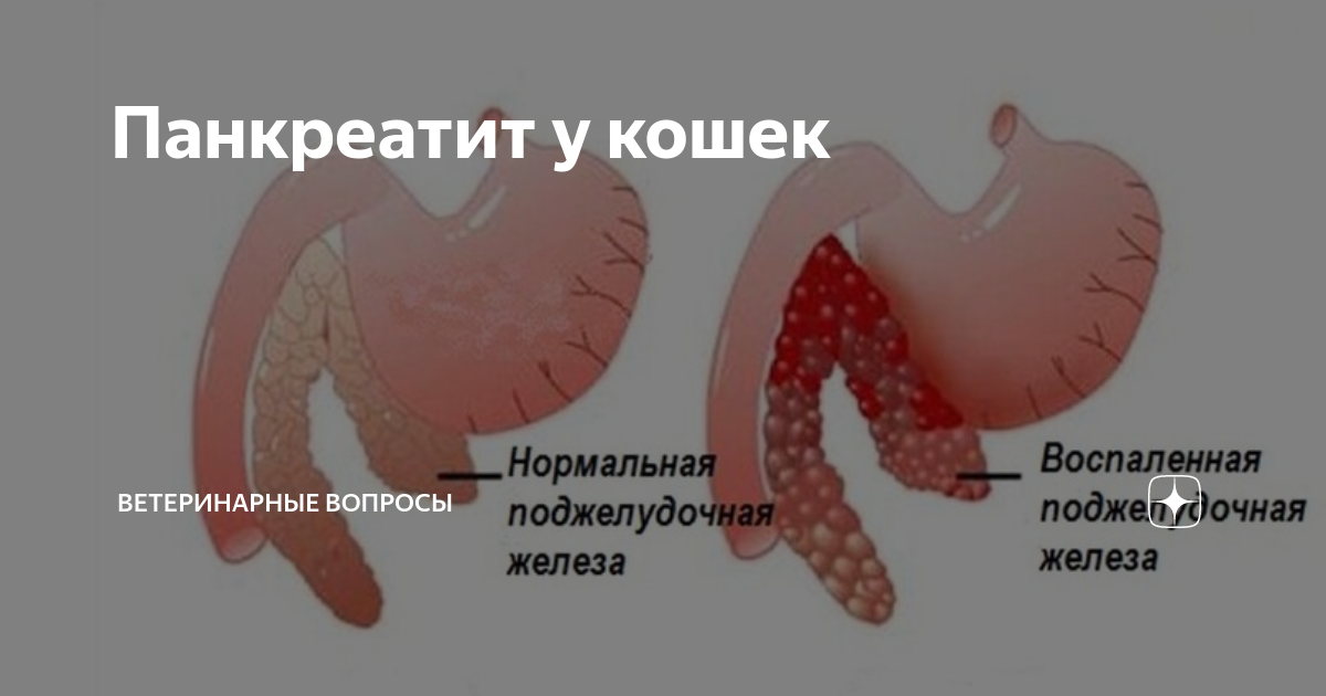 Панкреатит у животных. Атрофия панкреаса у животных.