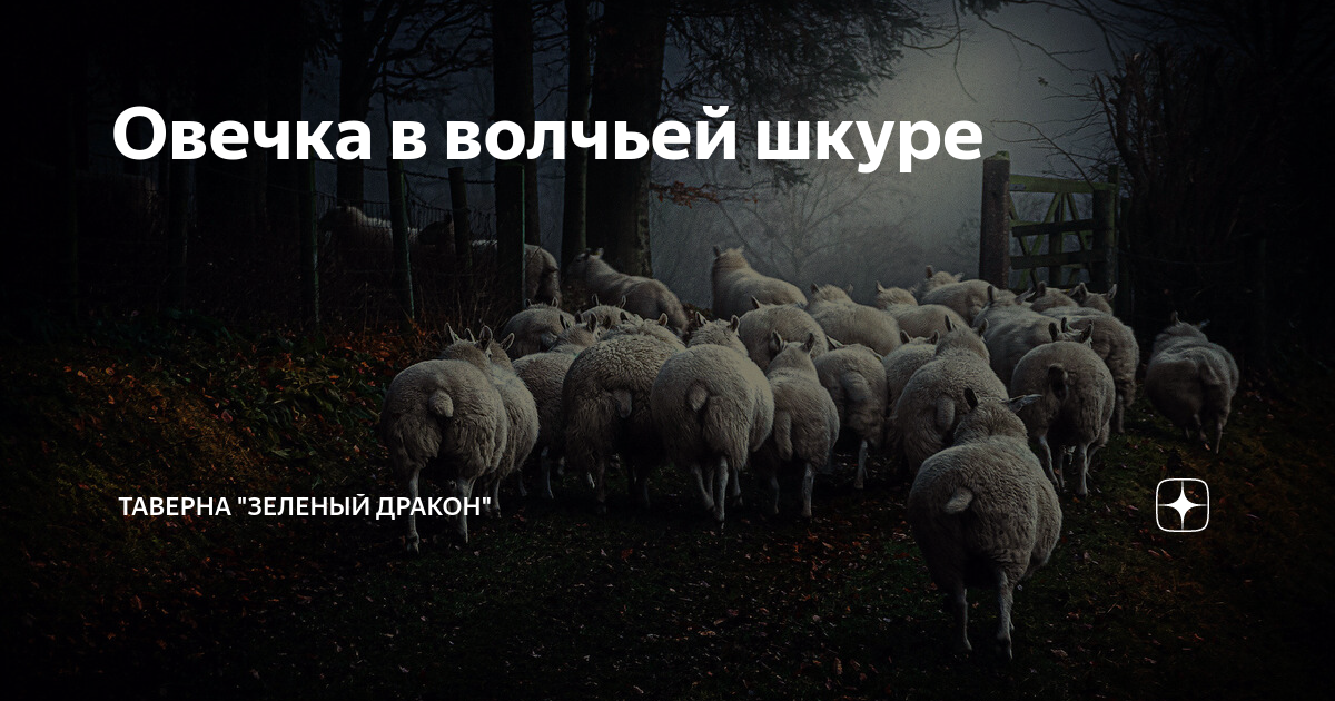 Овцы в волчьих шкурах. Овцы в волчьих шкурах блок. Овцы в волчьих шкурах: в защиту порицаемых уолтер блок книга. Овцы в волчьих шкурах блок. В защиту порицаемых.