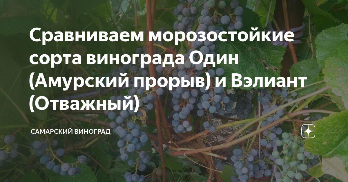 Амурский прорыв виноград описание сорта фото отзывы Сравниваем морозостойкие сорта винограда Один (Амурский прорыв) и Вэлиант (Отваж