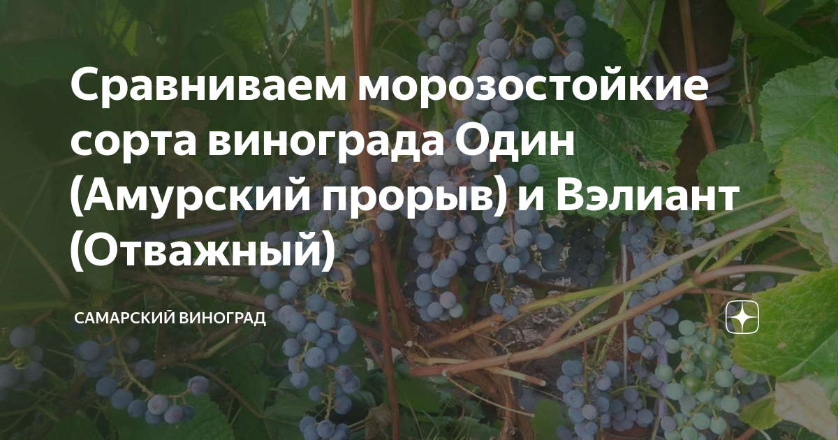 Сорт винограда амурский прорыв. Виноград о́дин (Амурский прорыв). Сорт винограда 1 Амурский прорыв фото.