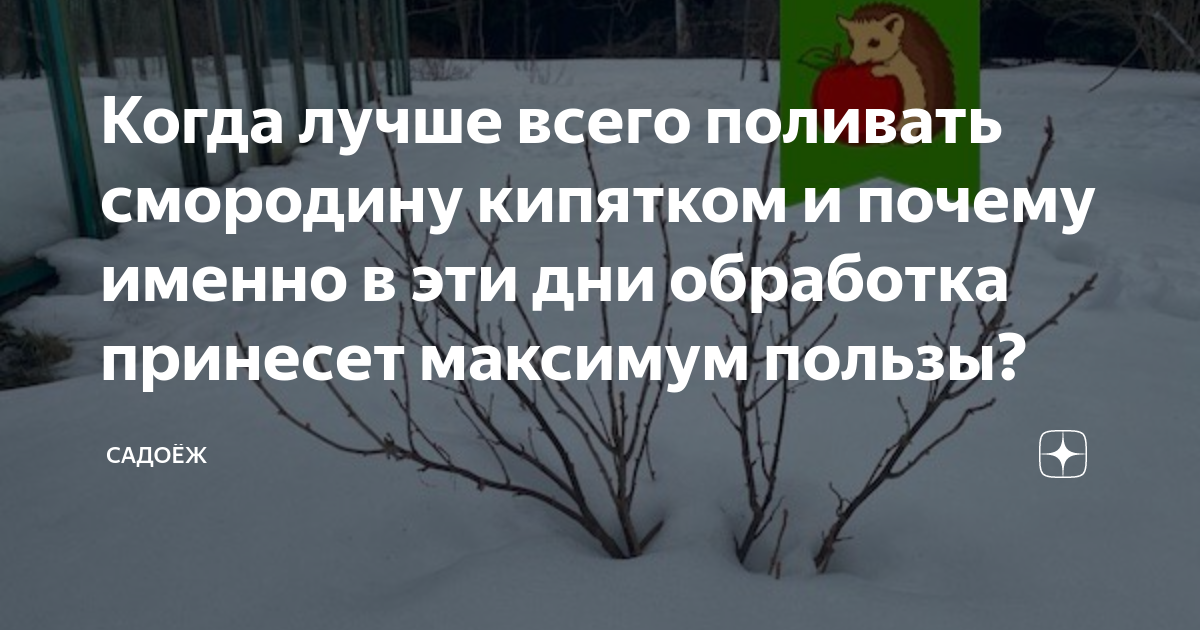 Когда можно поливать смородину кипятком. Поливать кипятком смородину. Поливка смородины кипятком весной. Когда и как обработать смородину кипятком весной температура. Полить смородину кипятком весной при какой температуре погоде.