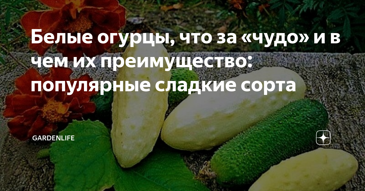 Белые огурцы, что за «чудо» и в чем их преимущество: популярные сладкие ...