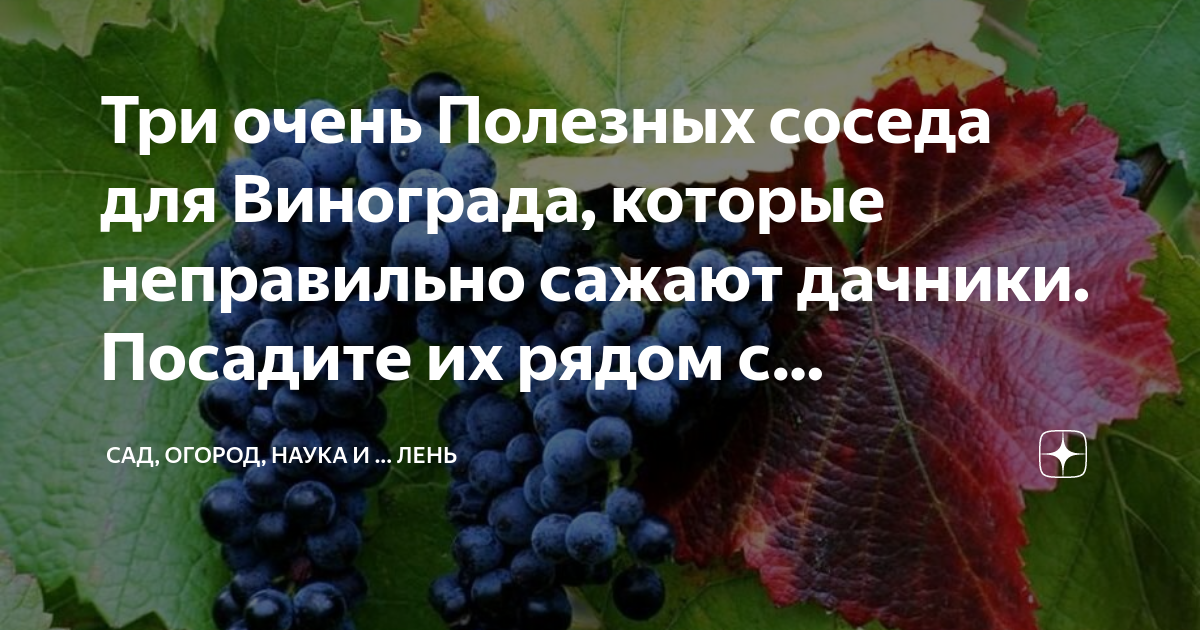 Виноград (ягода). Хорошие соседи винограда. Хорошие соседи винограда. Что посадить под виноградом. Урожай винограда.