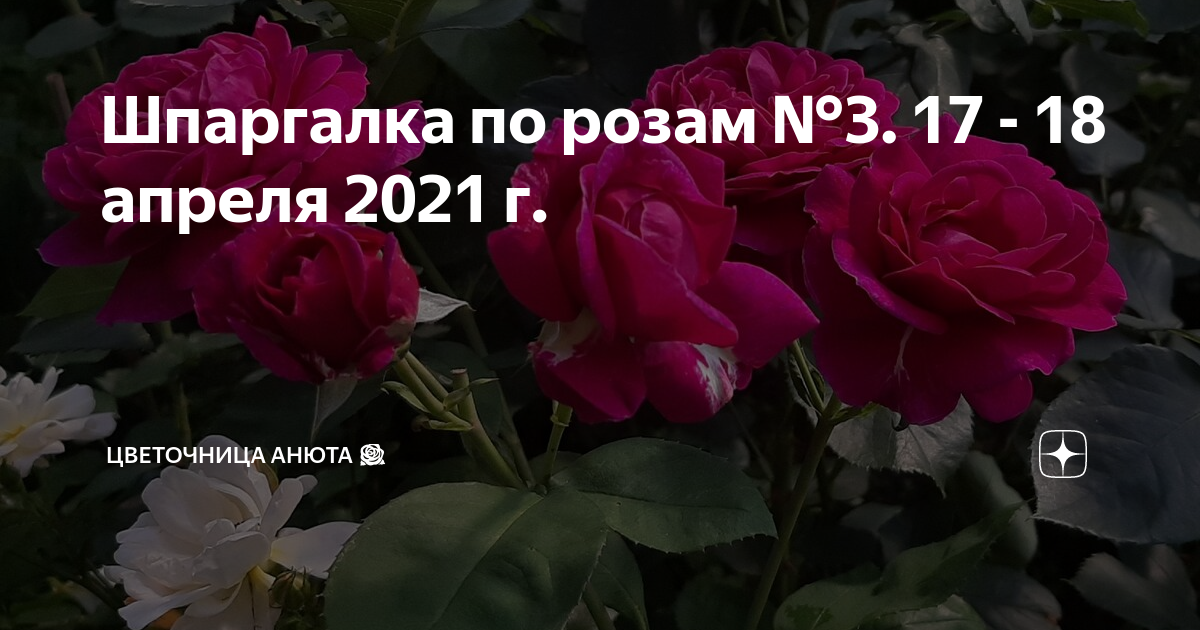 Цветочница Анюта шпаргалки по розам. Цветочница Анюта. Роза на Яндекс дзен. Цветочница Анюта шпаргалка по розам 4.