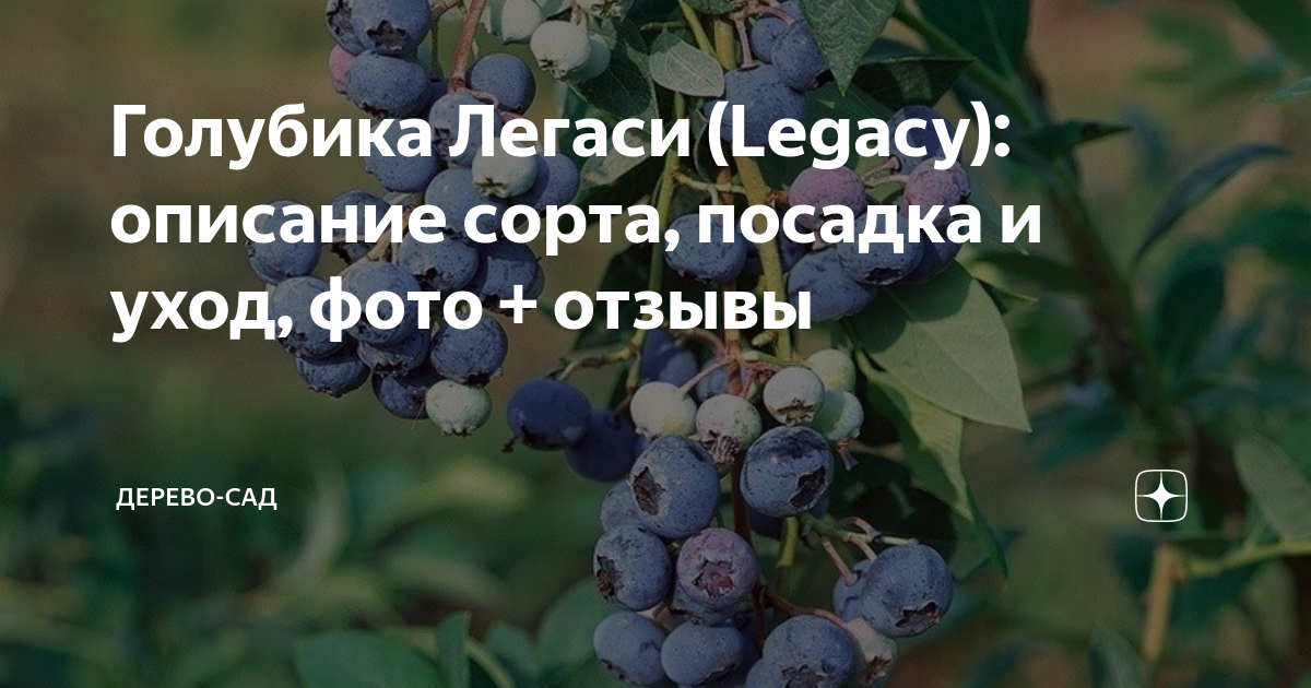 Голубика Легаси. Голубика Элизабет. Голубика Легаси описание сорта. Голубика Элизабет описание.