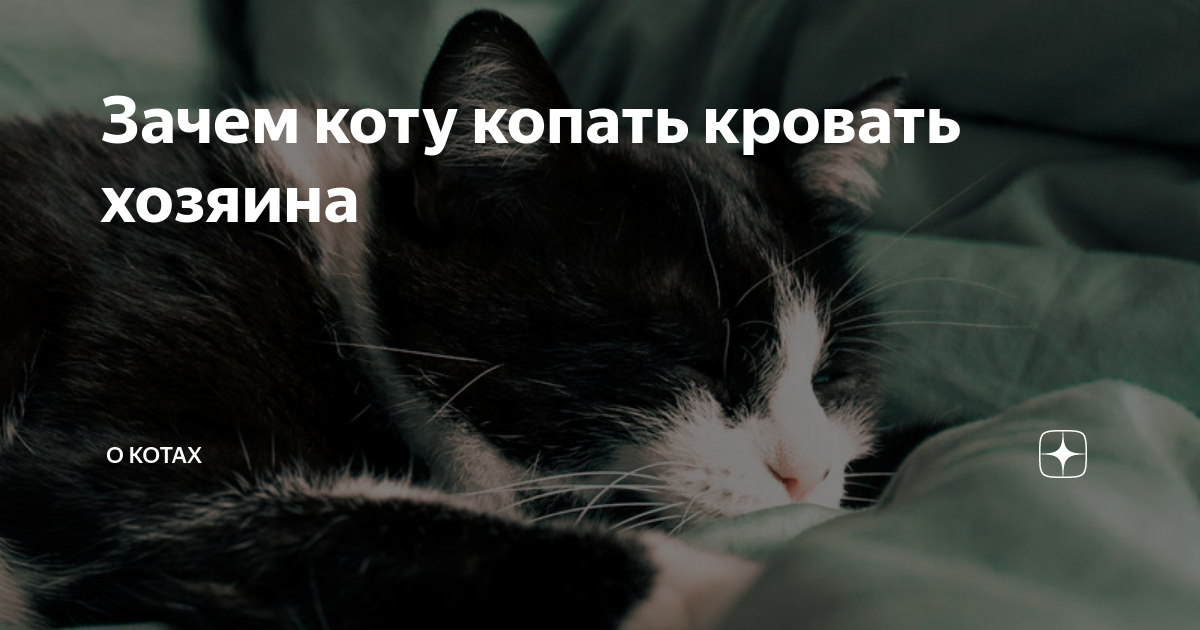 Почему коты копают. Кот копает. Кот копает наполнитель. Почему кошка копает одеяло на кровати.