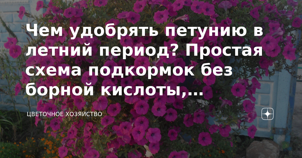 Чем удобрять петунию в летний период? Простая схема подкормок без ...