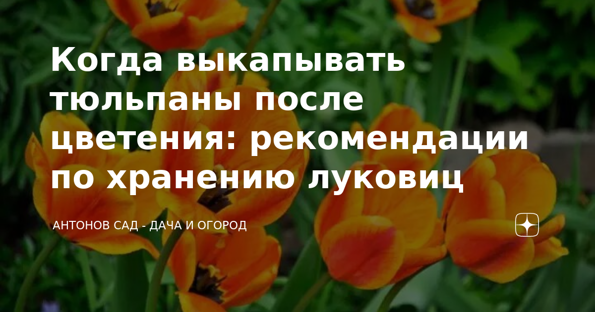 Нужно выкапывать тюльпаны после цветения каждый год. Тюльпаны отцвели. Когда выкапывать тюльпаны. Когда выкапывать тюльпаны после цветения. Выкапываем тюльпаны после цветения.